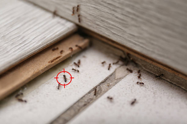 Best Commercial Pest Control Services  in Mason, TN