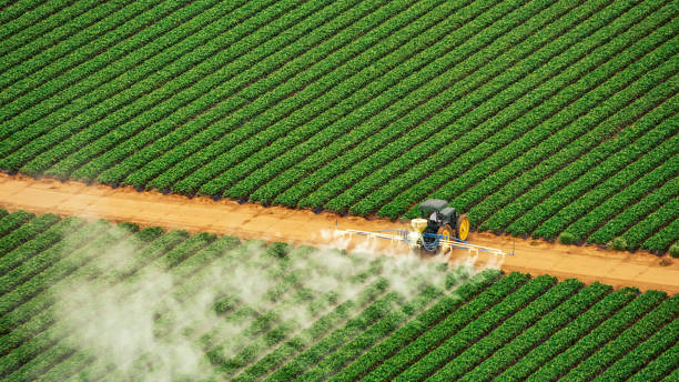 Best Pest Prevention Services  in Mason, TN